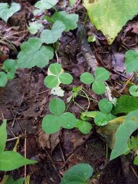 Imagem de Trifolium stoloniferum Muhl.