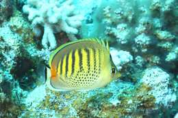 Image of Dot and dash Butterflyfish