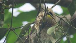 Image of Black-headed Tody-Flycatcher