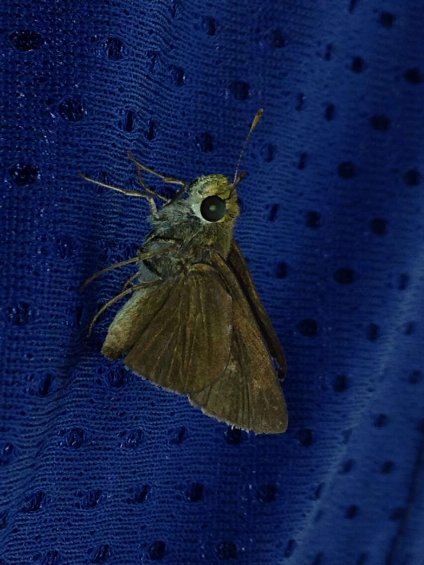 Image of Dun Sedge Skipper