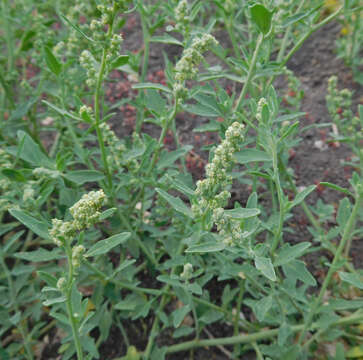 Chenopodium incanum (S Wats.) Heller的圖片