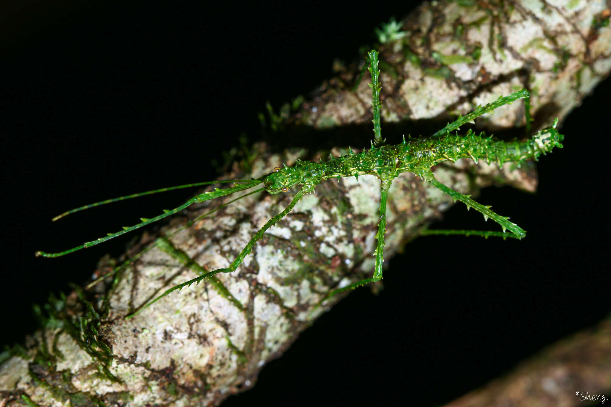 Image de Parastheneboea monticola (Günther 1944)