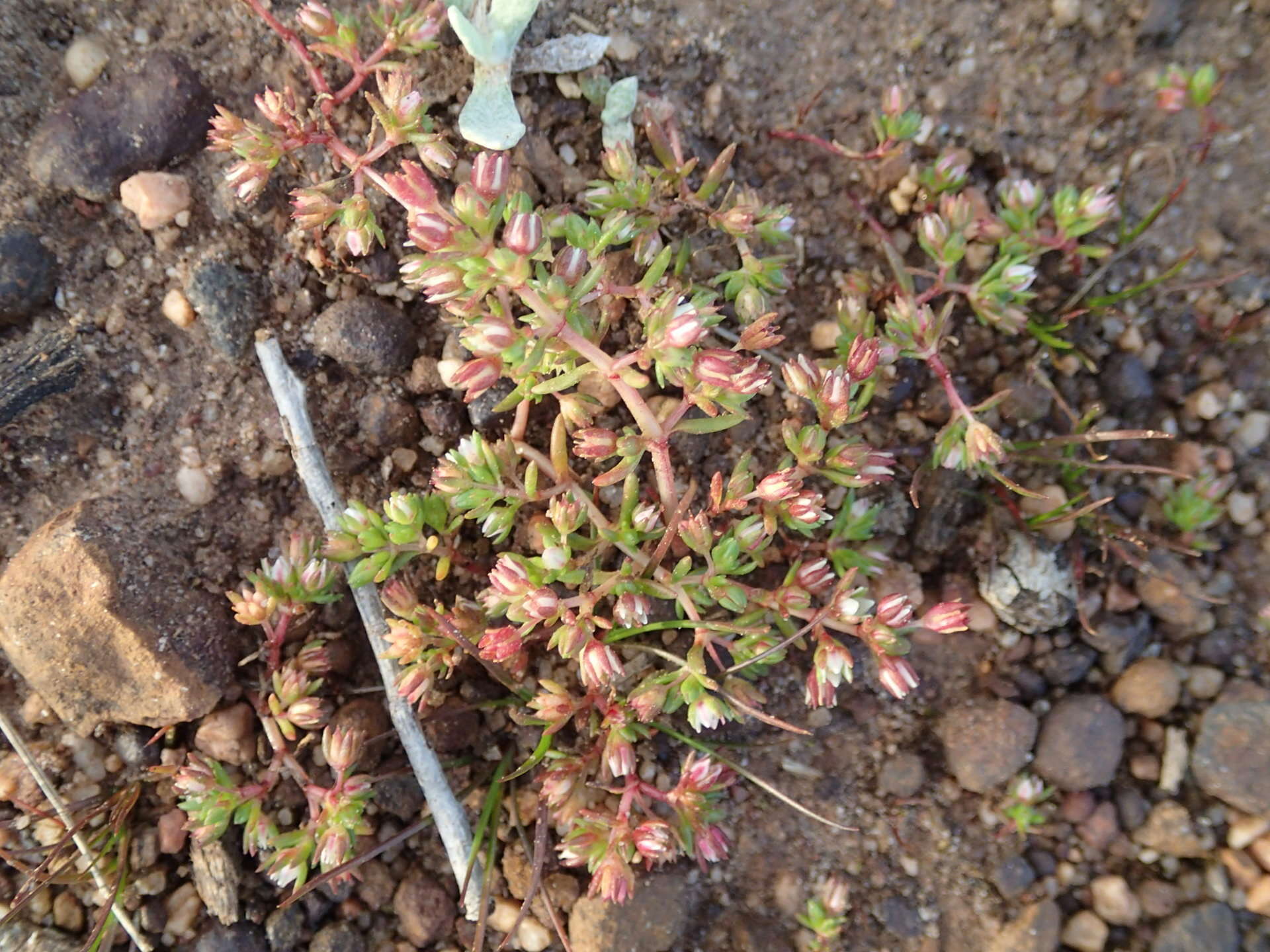 <i>Crassula <i>decumbens</i></i> var. decumbens resmi