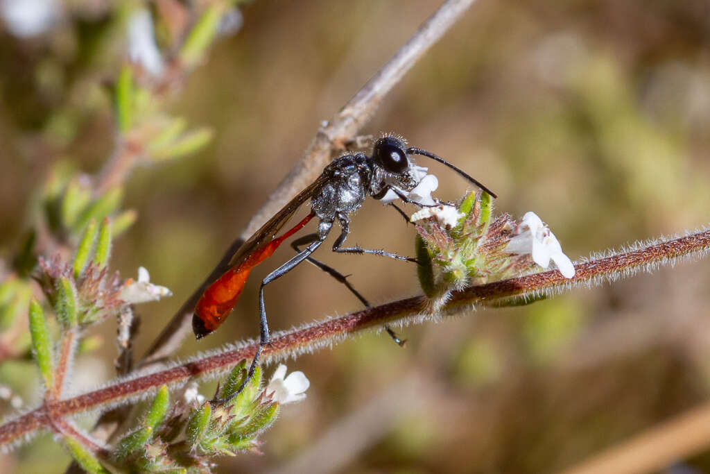 Imagem de Ammophila terminata F. Smith 1856