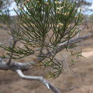 صورة Melaleuca foliolosa A. Cunn. ex Benth.