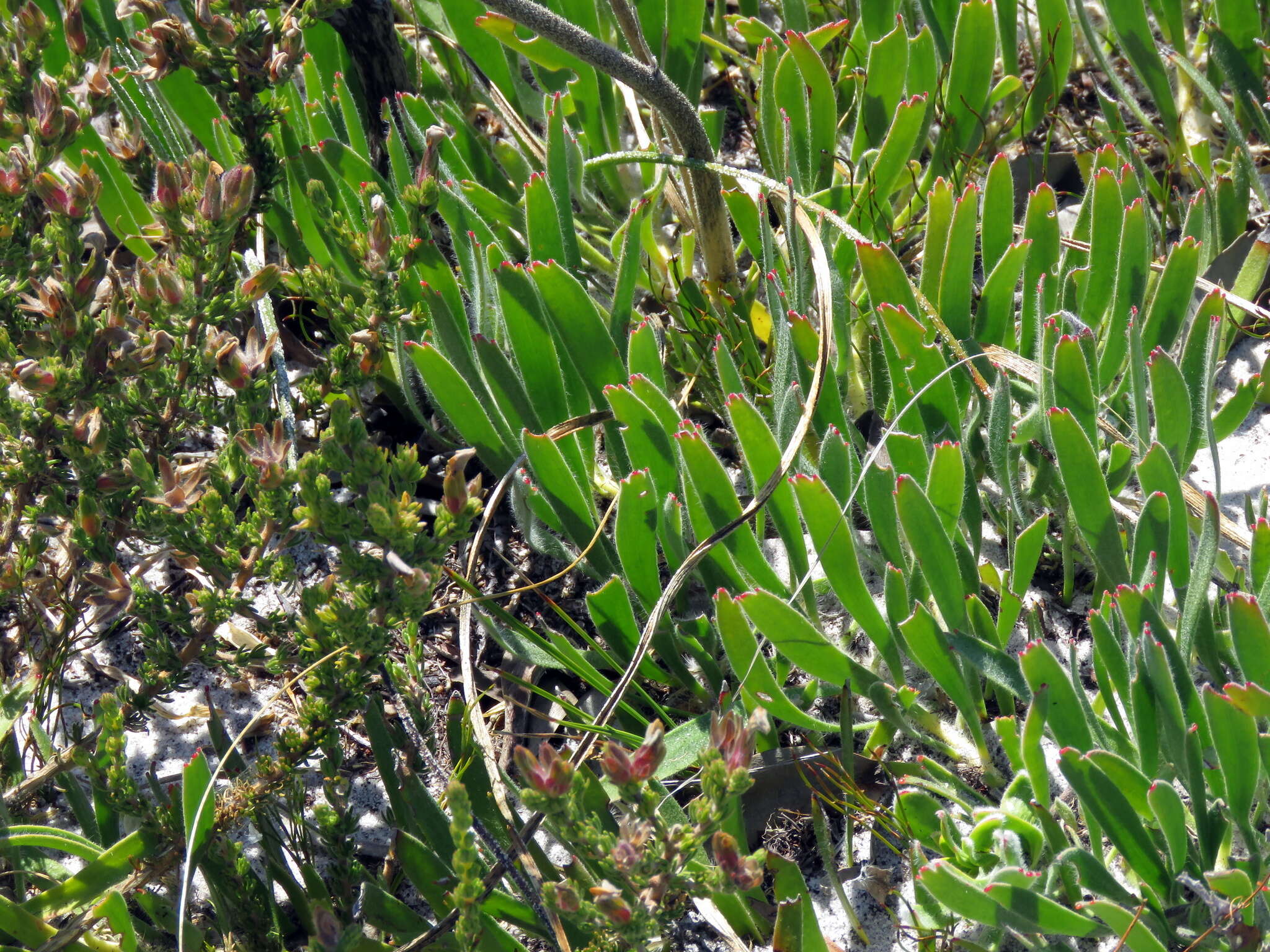 Image de Leucospermum hypophyllocarpodendron subsp. hypophyllocarpodendron