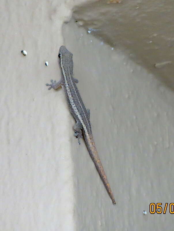 Image of Cameroon Dwarf Gecko
