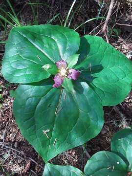 Image of Pacific trillium