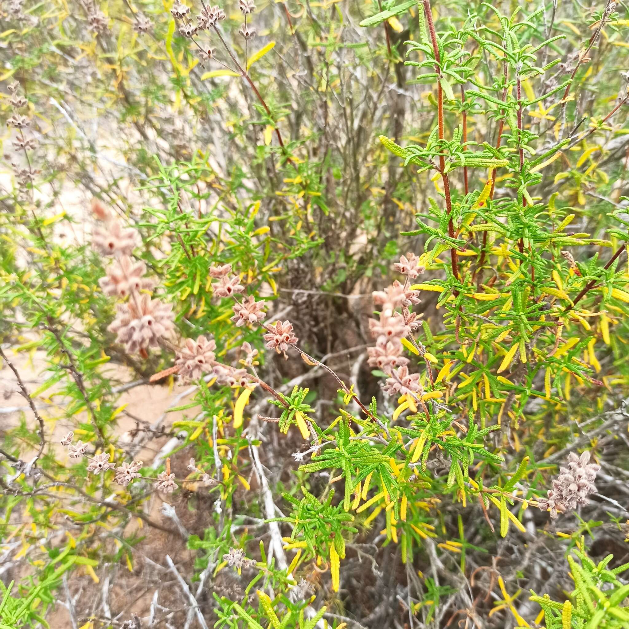 Imagem de Salvia brandegeei Munz