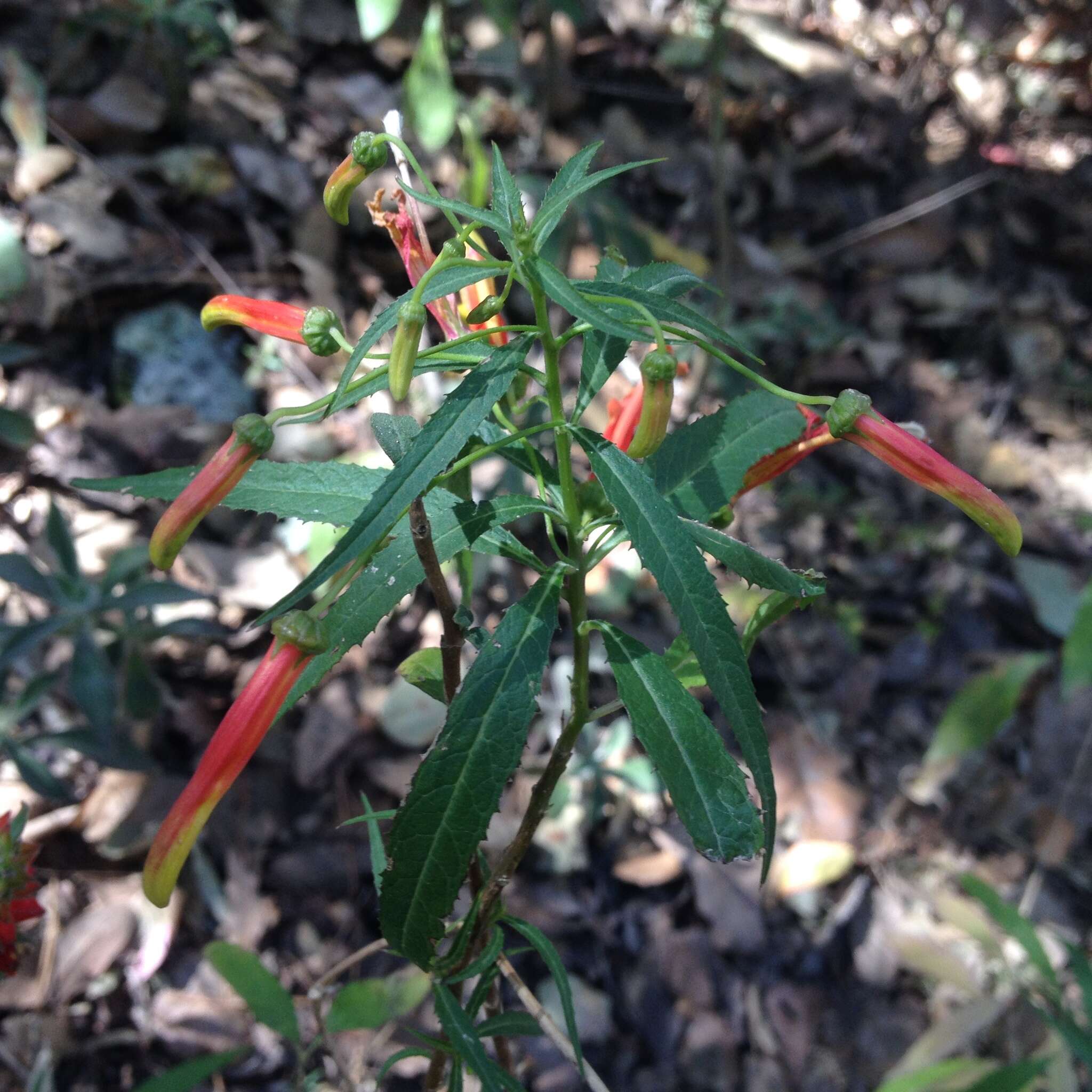 Imagem de Lobelia laxiflora Kunth