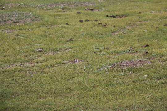 Image of Brandt's Vole