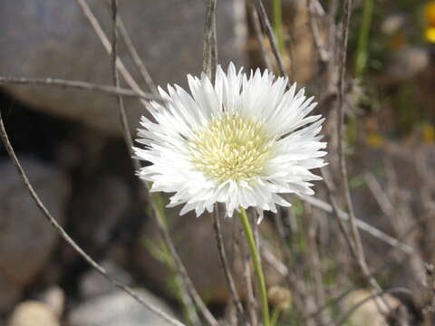 Image of Plectocephalus bridgesii