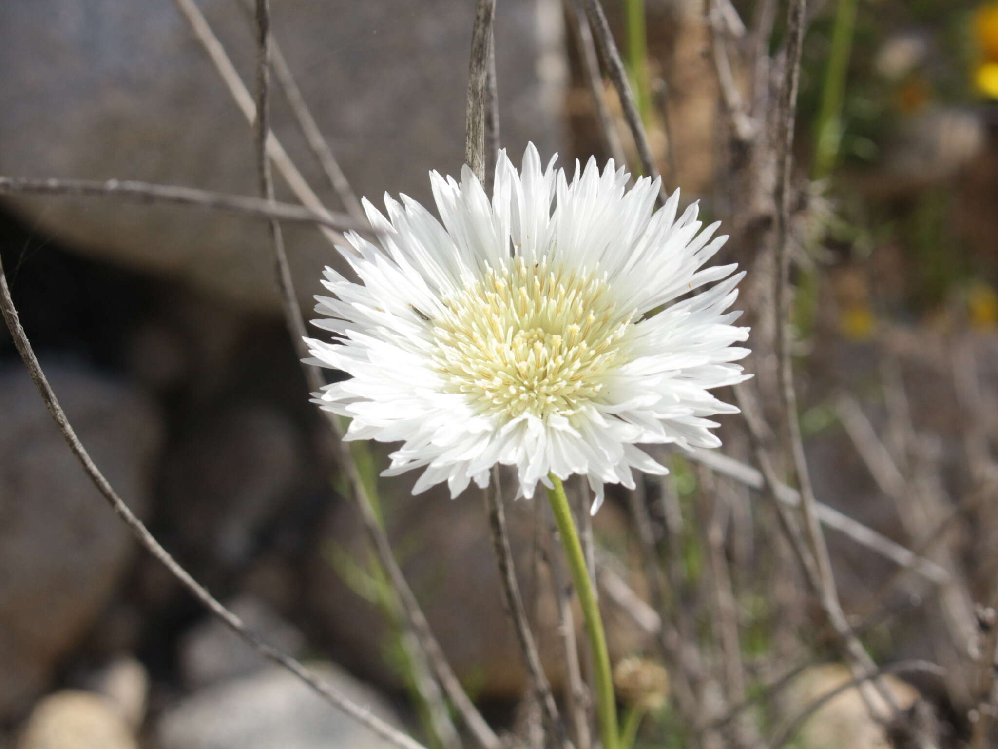 Imagem de Plectocephalus bridgesii