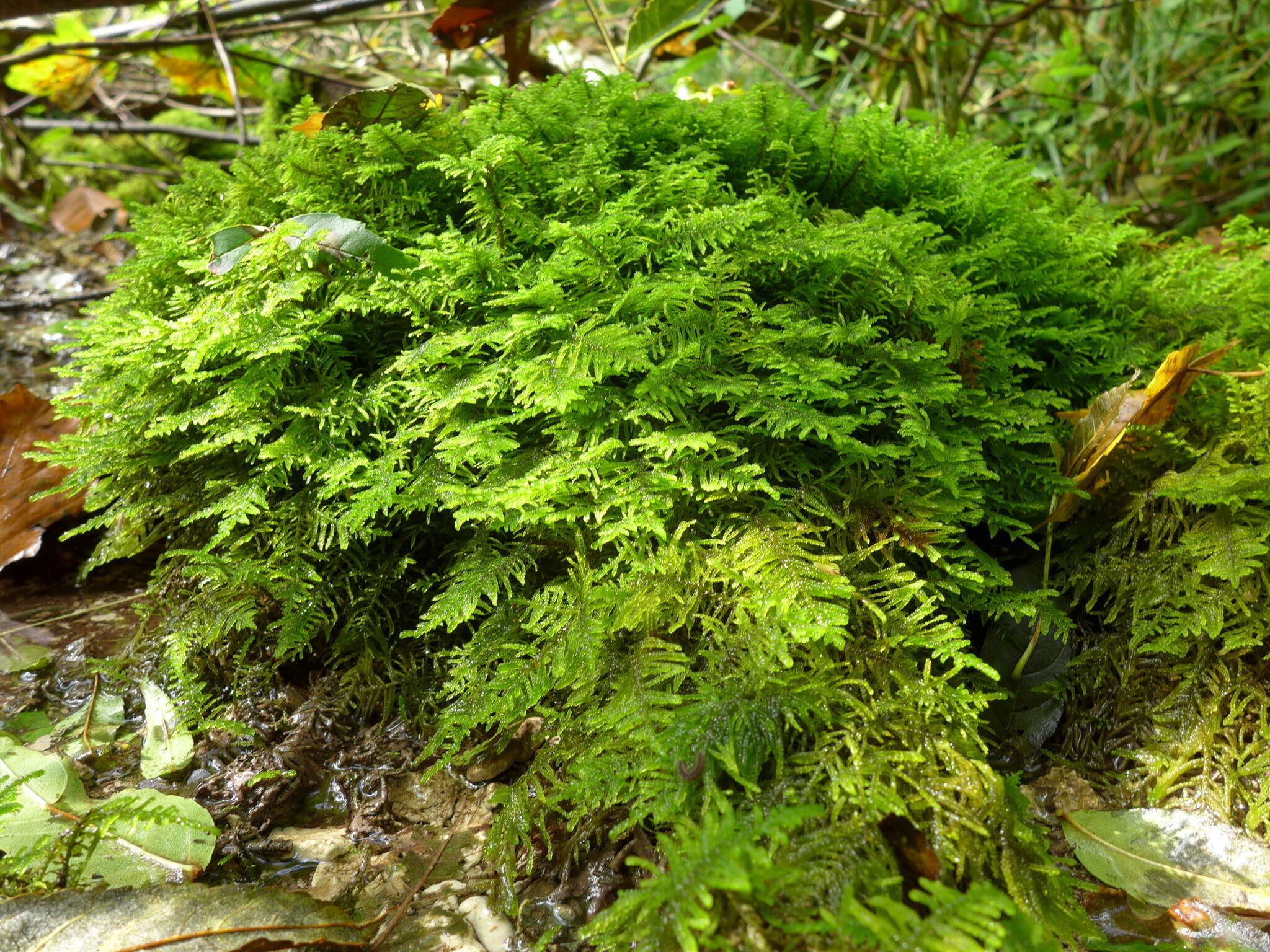 Image of palustriella moss