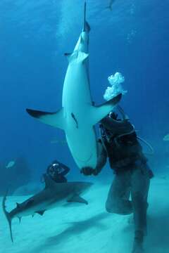 Image of Blacktip Shark