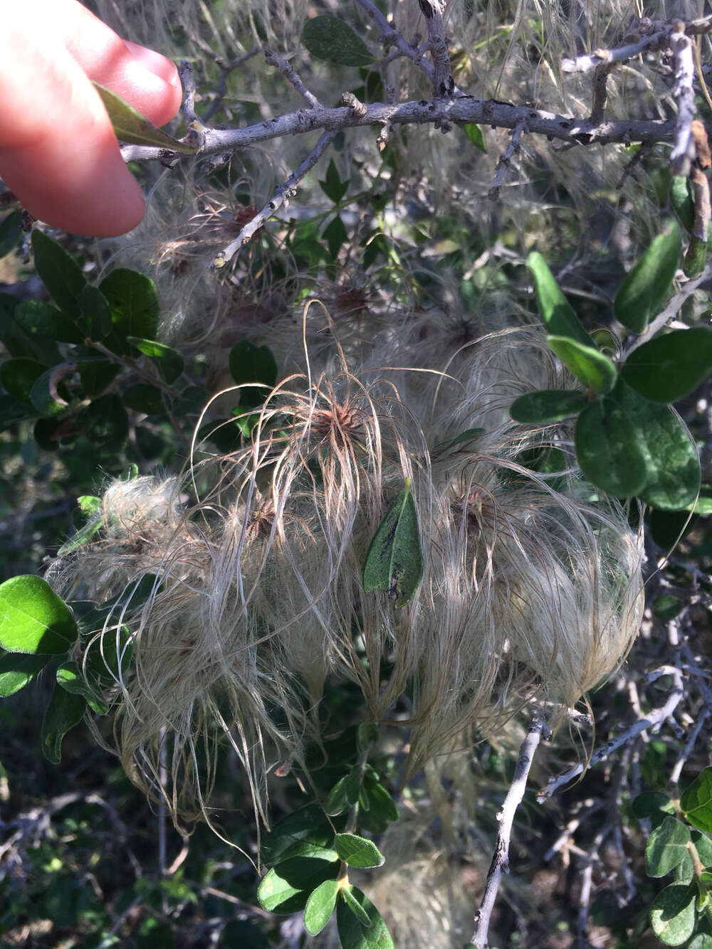 Plancia ëd Clematis drummondii Torr. & Gray