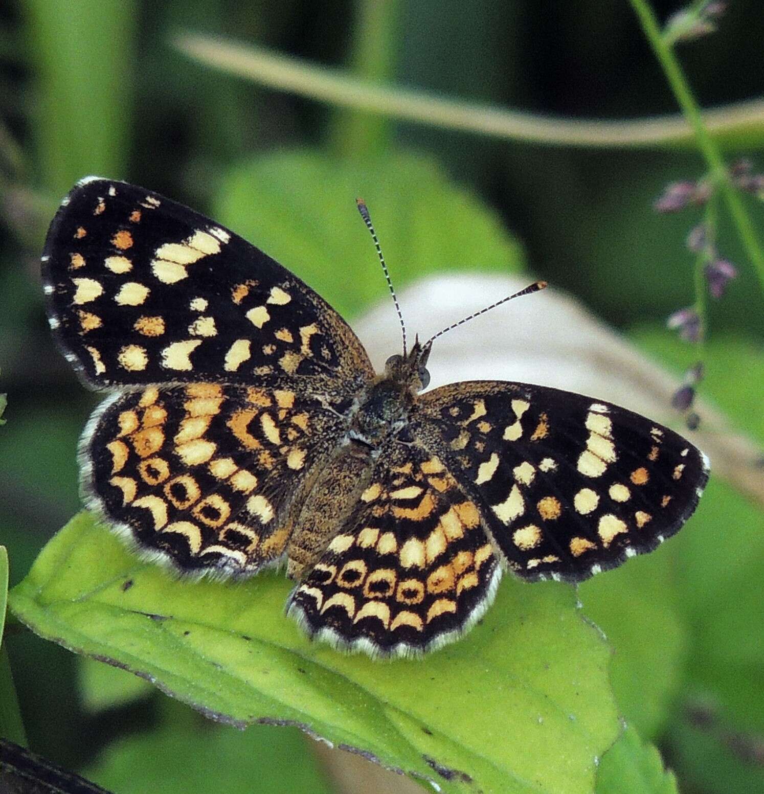 Imagem de Phystis simois variegata Röber 1914