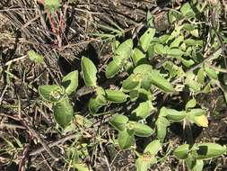 Image of rough Mexican clover