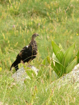 Image of Caucasian Black Grouse