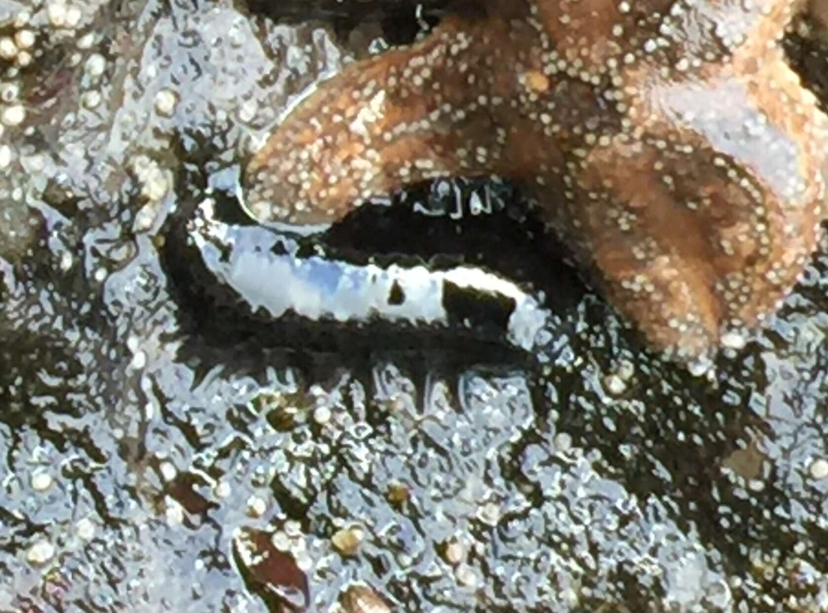 Image of tar spot sea cucumber