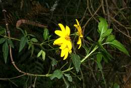 صورة Bidens rubifolia Kunth