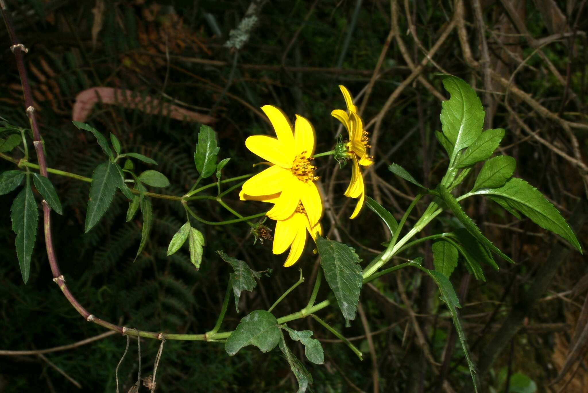 Image of Bidens rubifolia Kunth