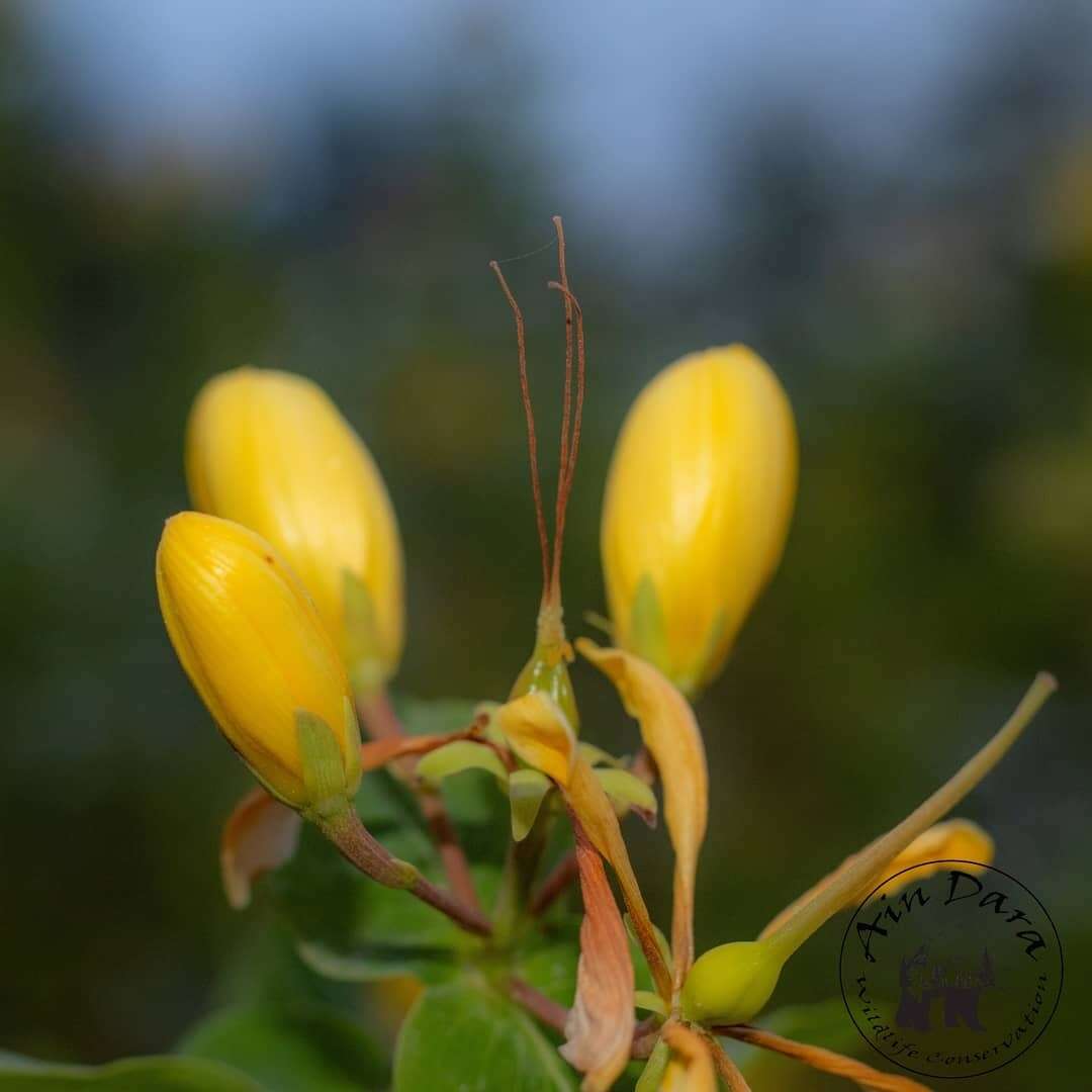 Image of Hypericum hircinum L.