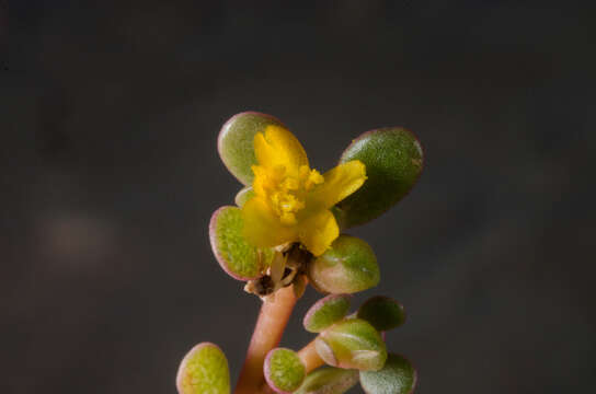 Image of Portulaca nitida (Danin & H. G. Baker) C. Ricceri & P. V. Arrigoni