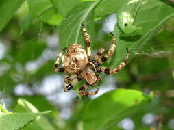 Image of Araneus grossus (C. L. Koch 1844)