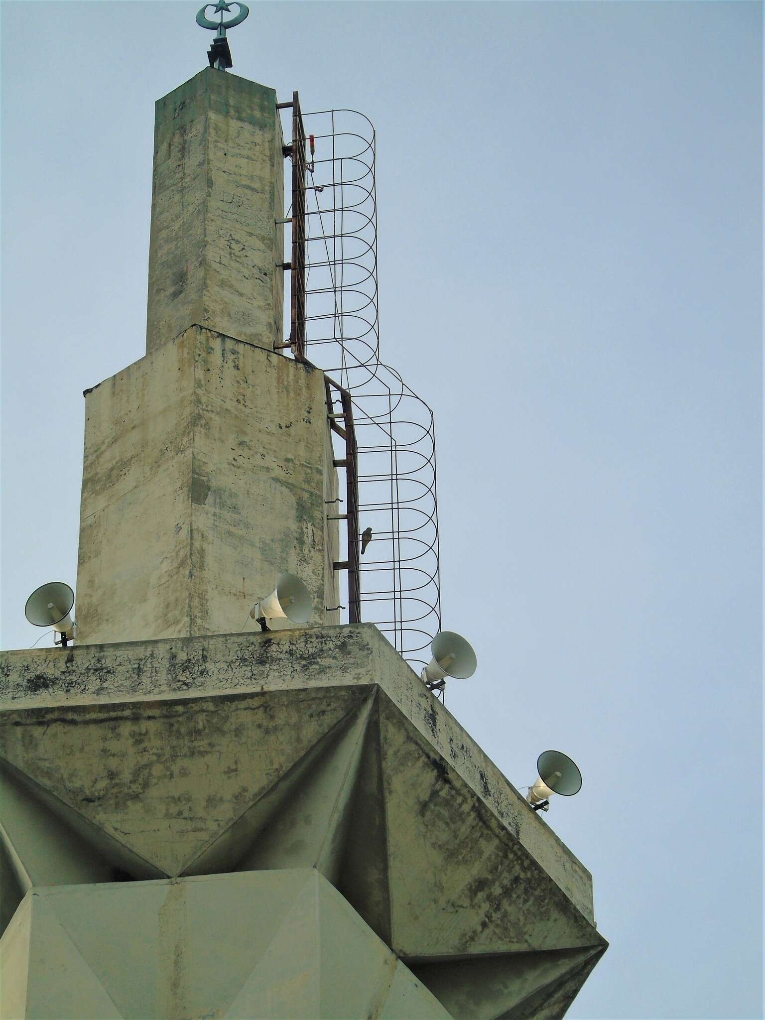 Image of Spotted Kestrel