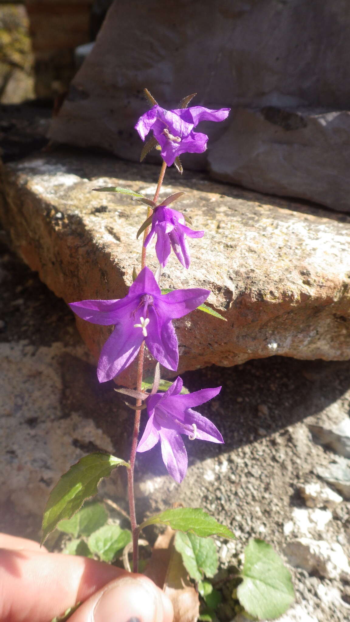 Campanula raddeana Trautv. resmi