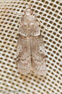 Acrobasis bithynella Zeller 1848 resmi