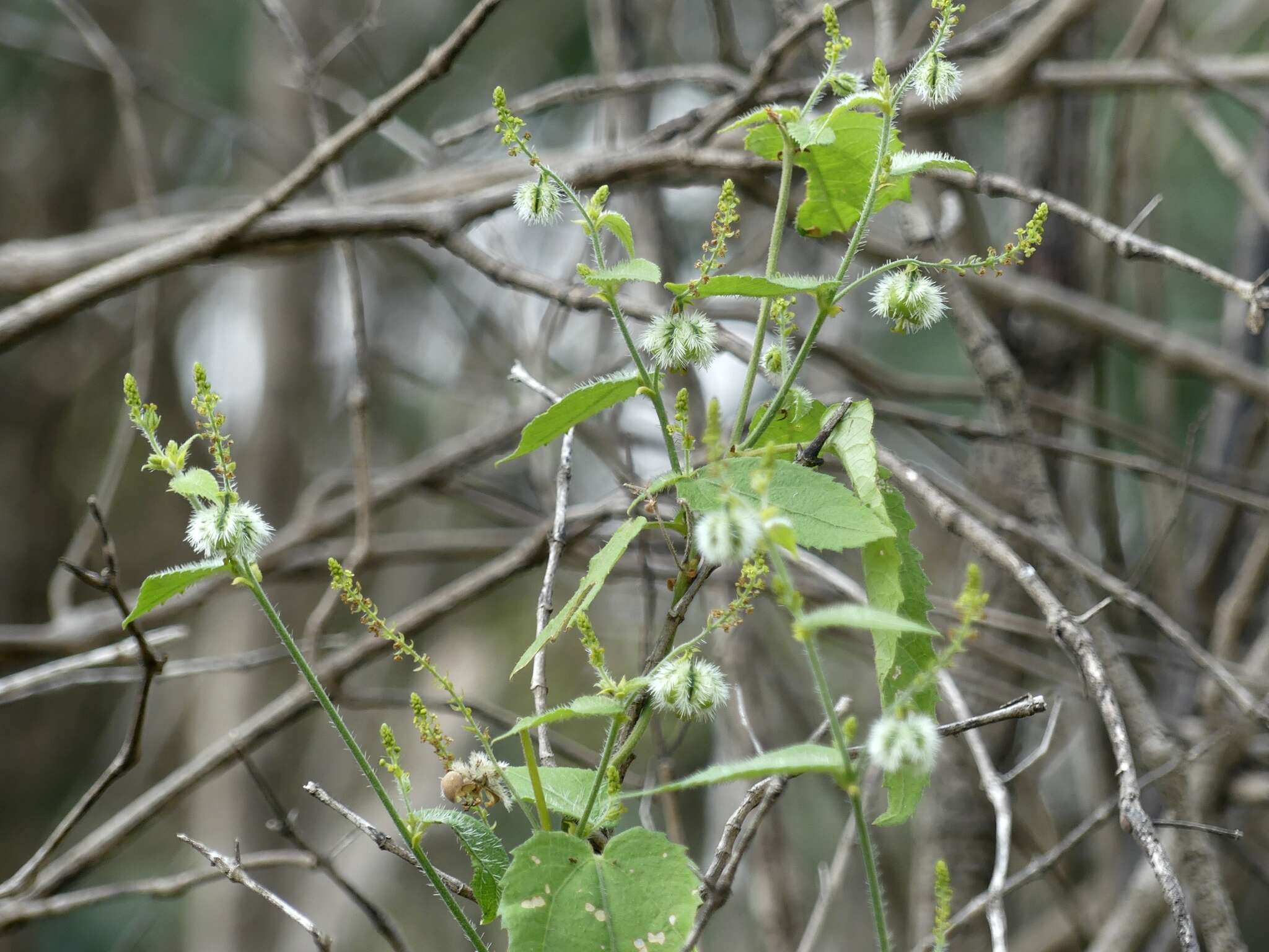 Image of Tragia involucrata L.