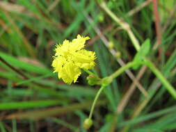 Image of Nymphoides exiliflora (F. Müll.) Kuntze