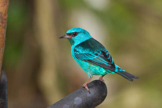 Image of Blue Dacnis