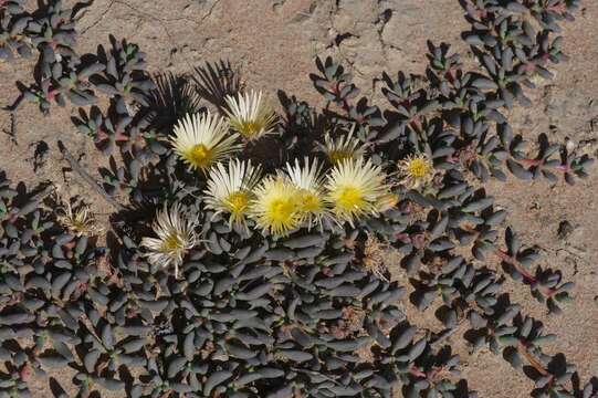 Image of Cephalophyllum inaequale L. Bol.