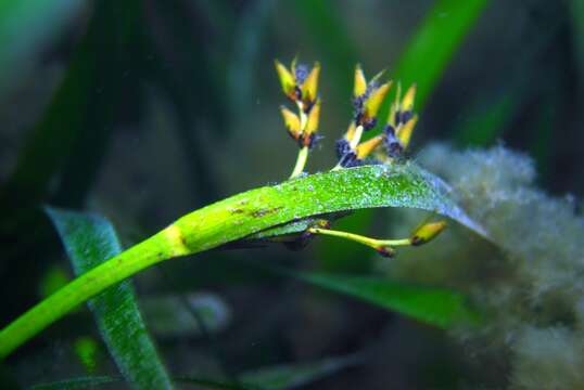 Слика од Posidonia australis Hook. fil.