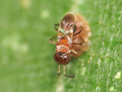 Image of Parasitoid wasp