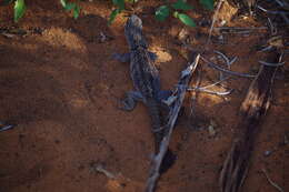 Image of Merrem's Madagascar Swift