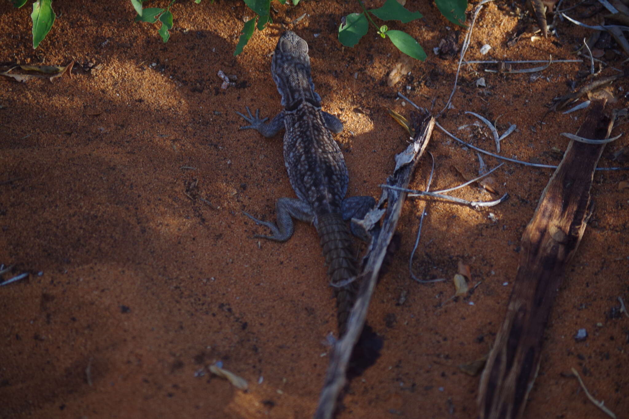 Слика од Oplurus cyclurus (Merrem 1820)