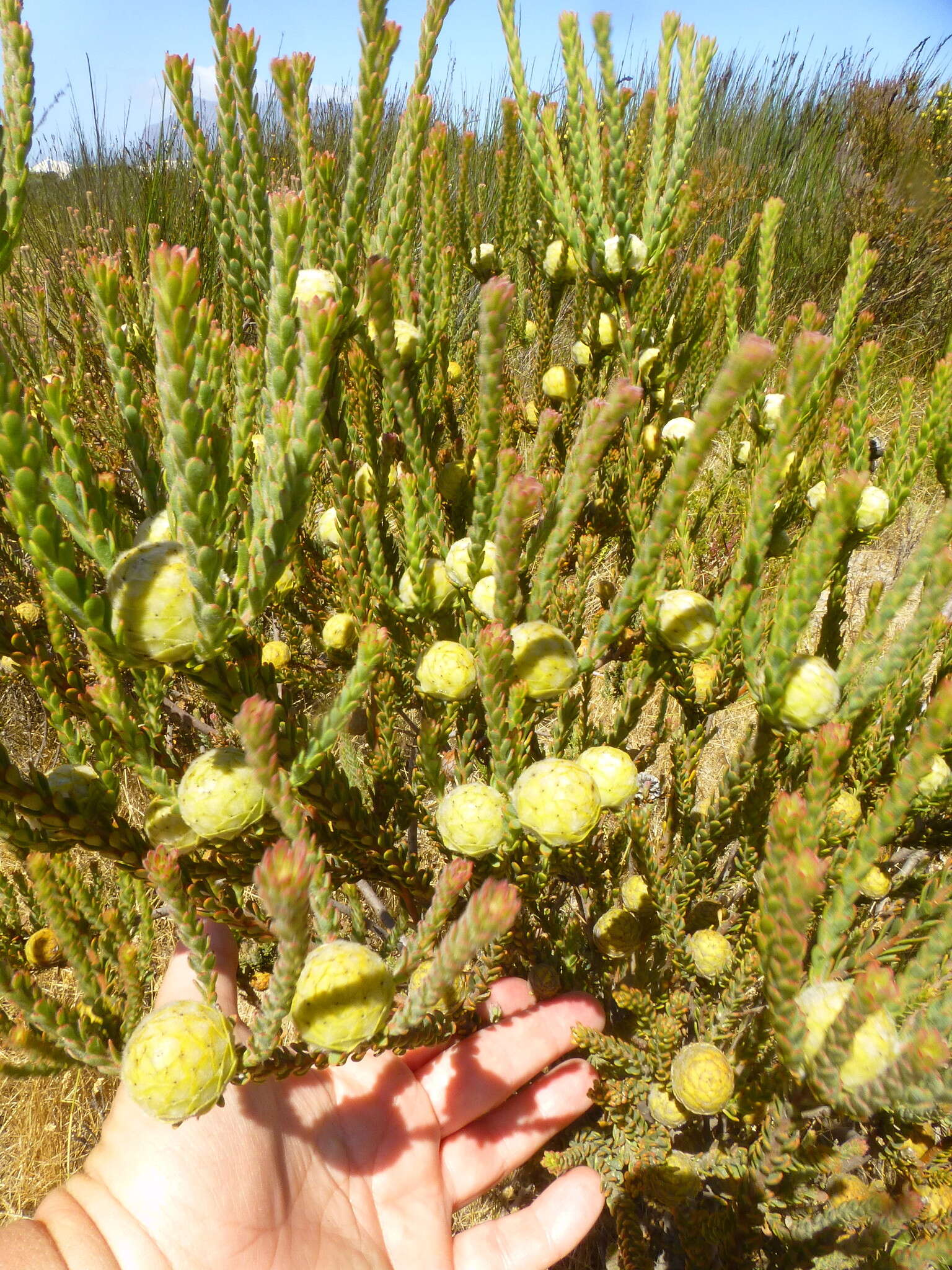 Image of Cape Flats Conebush