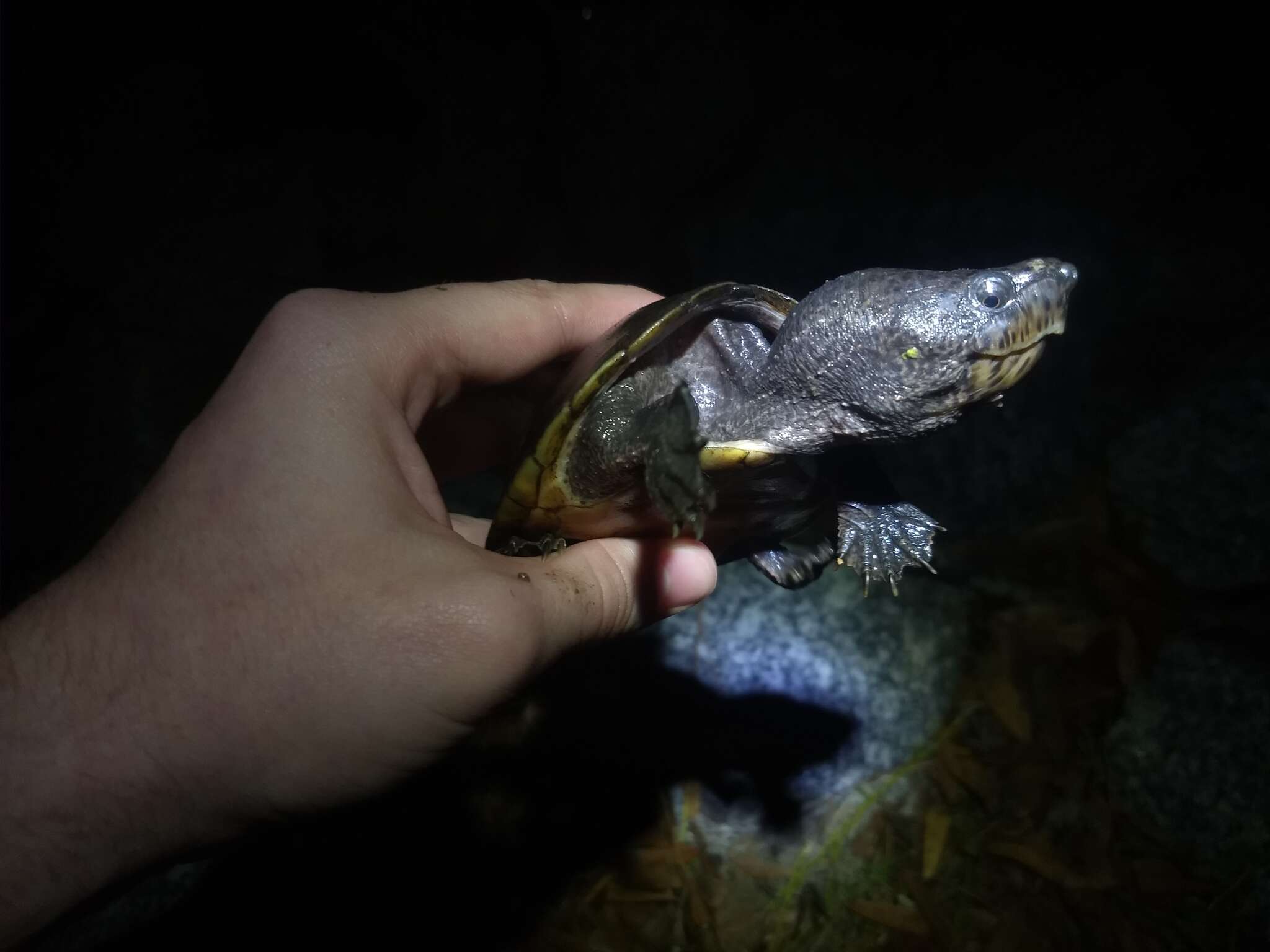 Image of Loggerhead Musk Turtle