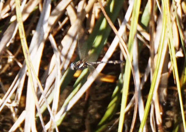 Image of Macrothemis imitans Karsch 1890