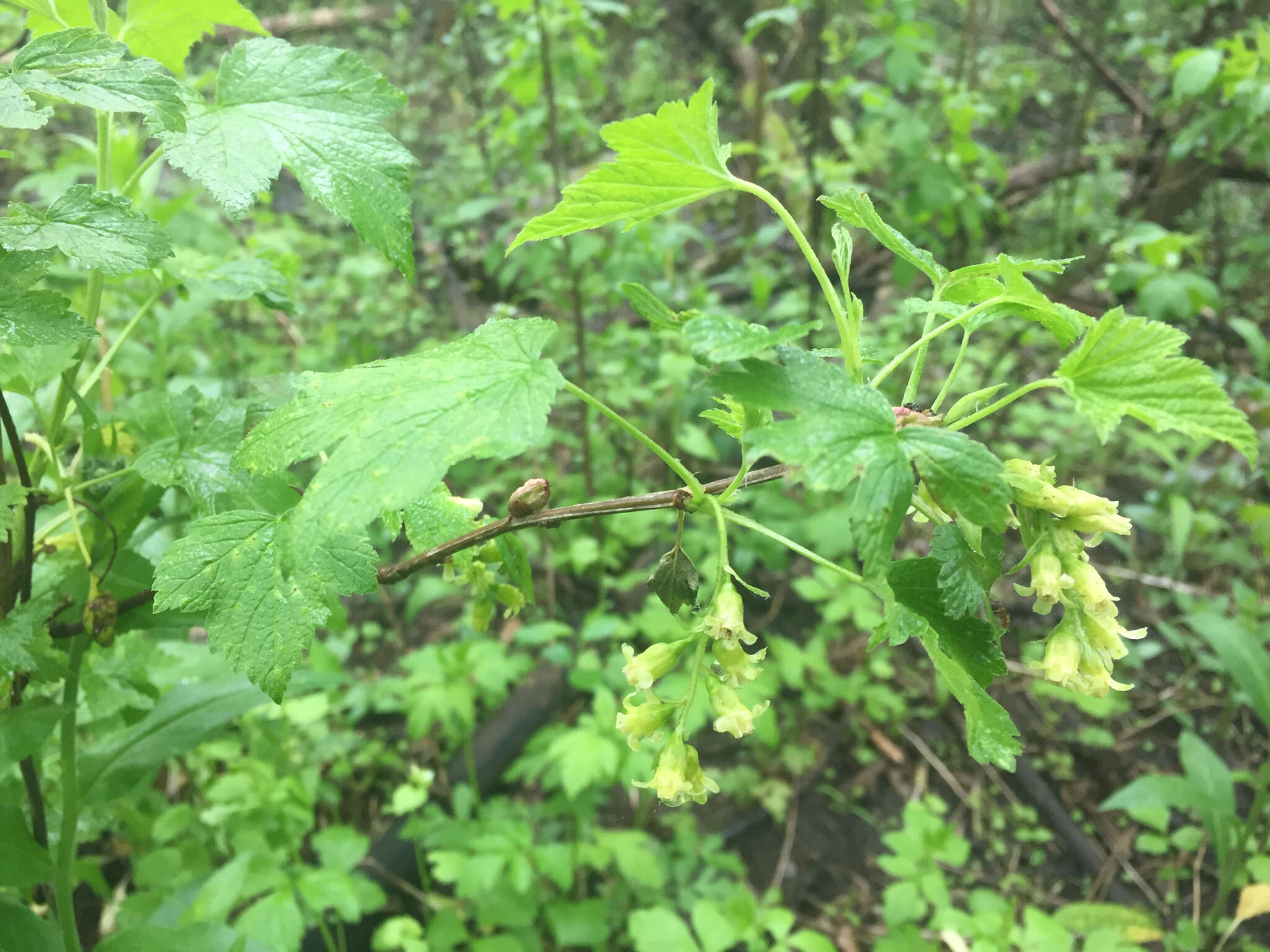 Image of American black currant