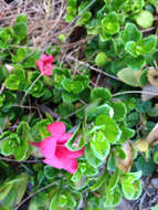 Imagem de Barleria repens Nees