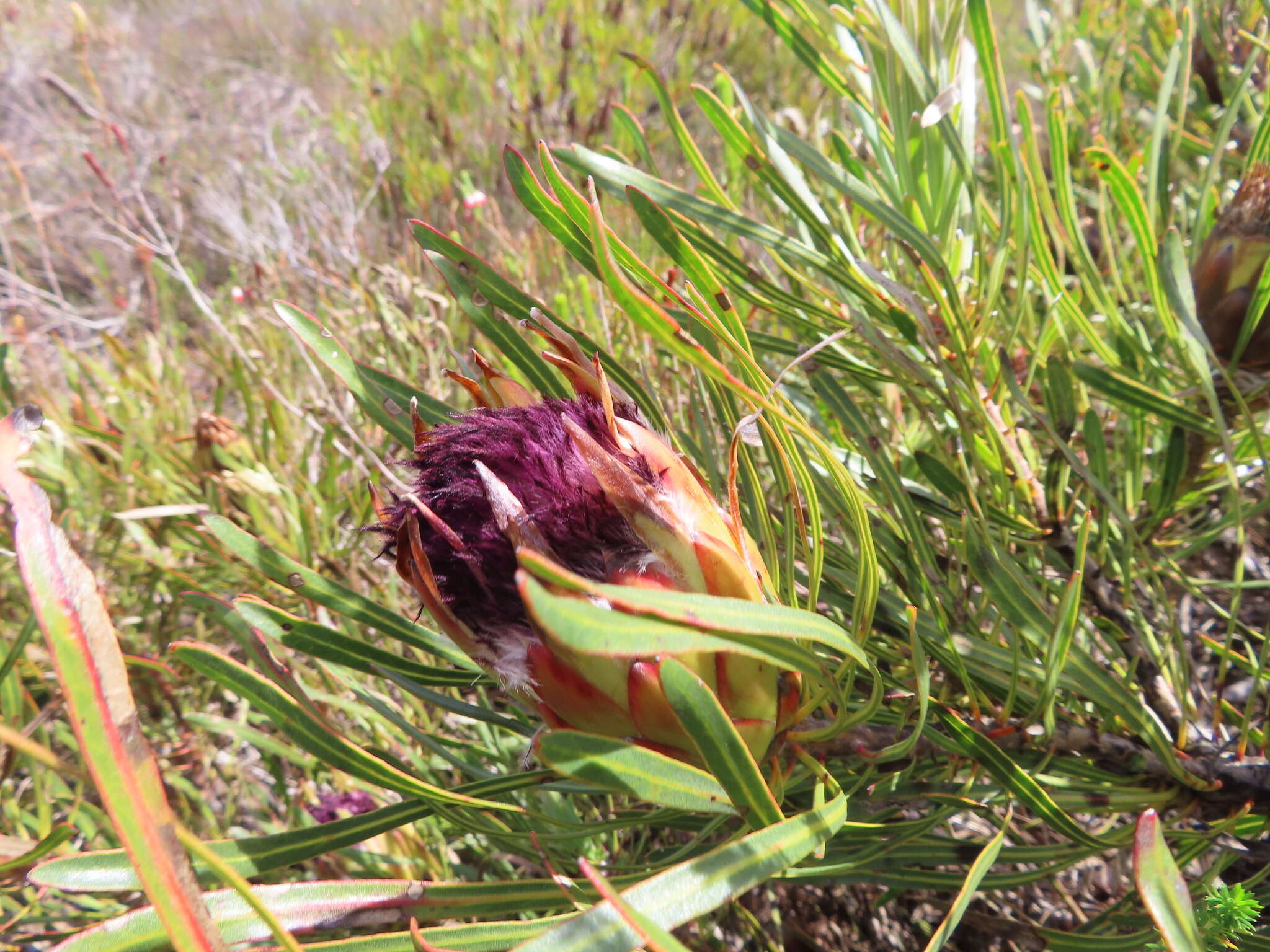 Imagem de Protea longifolia Andr.