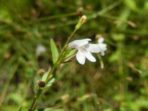 Image of clammy hedgehyssop