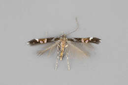 Image of Cosmopterix montisella Chambers 1875