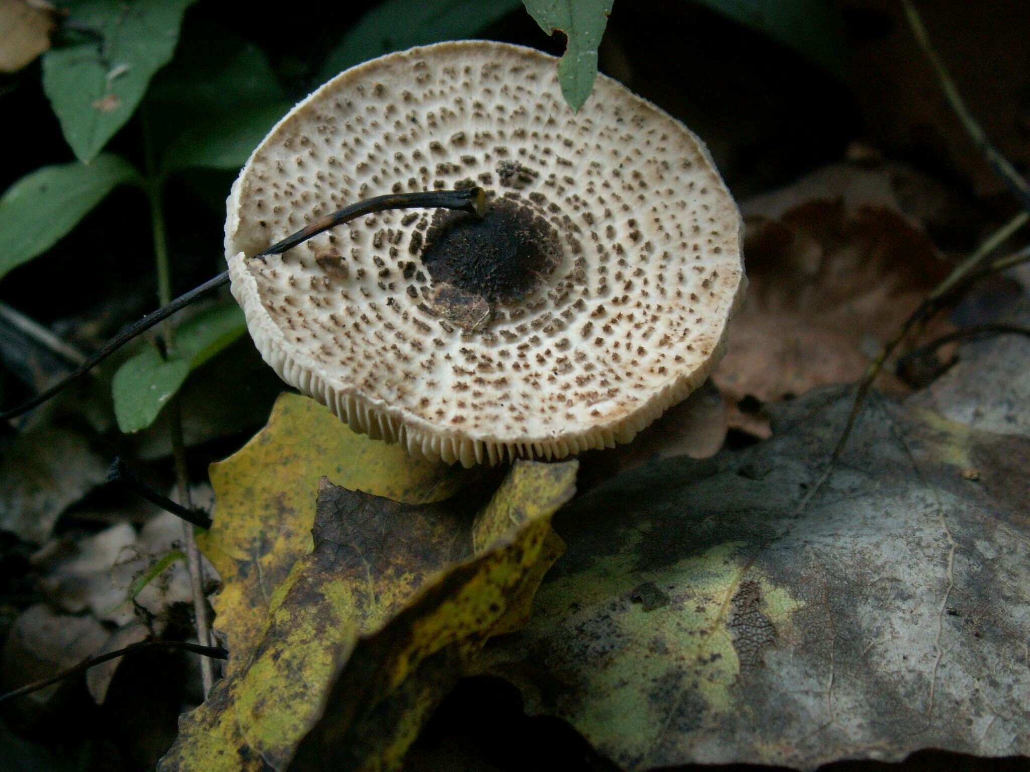 Слика од Lepiota felina (Pers.) P. Karst. 1879