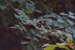 Image of Crimson Patched Longwing